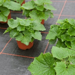 Polipropileno audinys agrola juodas 2m x 10m 100g/m2