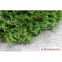 Natūralus bioaustas 100 avių vilna 1 x 5 m 230g m2 stiprus ekologiškas