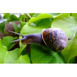 Natūralus bioaustas 100 avių vilna 1 x 5 m 230g m2 stiprus ekologiškas