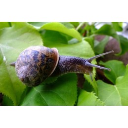 Natūralus bioaustas 100 avių vilna 1 x 5 m 230g m2 stiprus ekologiškas