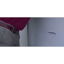 Baseina remonta līstes, ļoti izturīga baseina remonta lenta, 150 cm