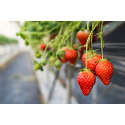 Juoda agrotekstilė, matmenys 1,1 m x 45 m