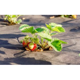 Slenkantis audinys 1 1x50m agro audinys juodas 90g m2