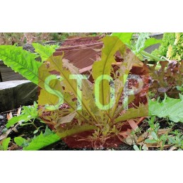 Agrotekstilė agrotekstilė 160cm 20m + smeigtukai storio stipri nuo piktžolių 70g