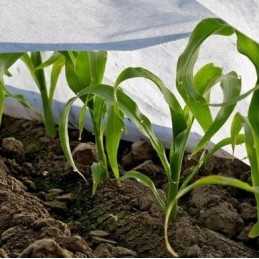 Žieminė agrotekstilė Bradas, balta, 1,6 x 5 m, 50 g/m²