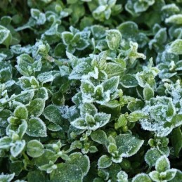 agrimpex agrotekstilė balta 1,6 m x 100 m 19 g/m²