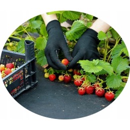 Storas žemės ūkio audinys agrarinis audinys wigofilis piktžolių kilimėlis 100g 1 6m x 30m