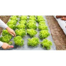 Agroaudimas piktžolėms su skylutėmis 160 cm x 5 metrai