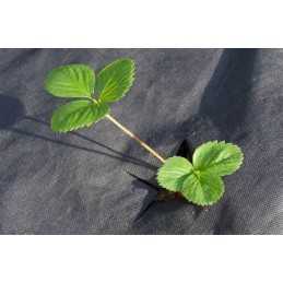 Juoda agrotekstilė, 1,6x5m 50g/m²