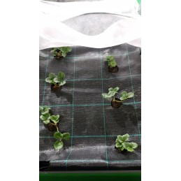 Agrotekstilė nuo piktžolių su paruoštomis skylutėmis agurkams, braškėms, avietėms, mėlynėms, gėlėms, dekoratyviniams medžiams ir