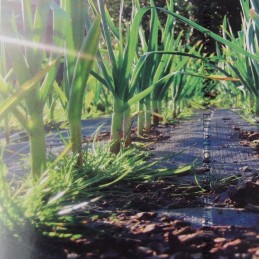 Žemės ūkio audinys nuo piktžolių 1 6mx100m 70g m2 stiprus