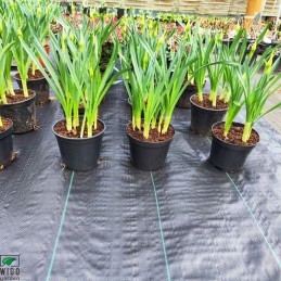 Agrotekstas juodas ypatingai storas 100g m2 230cm 20mb