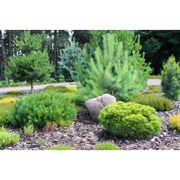 Juoda pp50 agrotekstilė, išmatavimai 1,6 m x 45 m