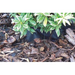 Juoda pp50 agrotekstilė, išmatavimai 1,6 m x 45 m