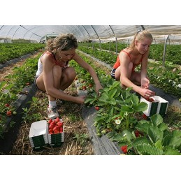 Šiame aukcione parduodame geriausios kokybės: