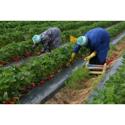 Šiame aukcione parduodame geriausios kokybės: