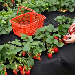 Agrotekstilė agrotekstilė juoda 90g 1,6x50m piktžolių kontrolės kilimėlis nuo piktžolių