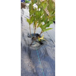 Agrotaudinis 0,8m x 100m, 90g UV kilimėlis, itin tvirtas