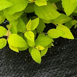 Tvirtas audinys, apsaugantis nuo piktžolių, išaugęs, 1 6 m x 50 m