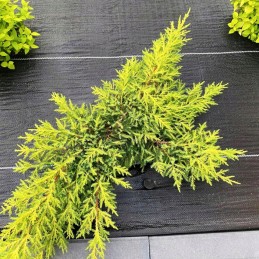 Tvirtas audinys, apsaugantis nuo piktžolių, išaugęs, 1 6 m x 50 m