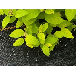 Juoda stora agrotekstilė 90g piktžolėms 1,1x50m uv3% agrotekstilė 50x inkarai