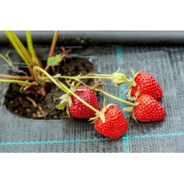 Agrotekstas augintas audinys juodas 160x 5000cm 70 g m2