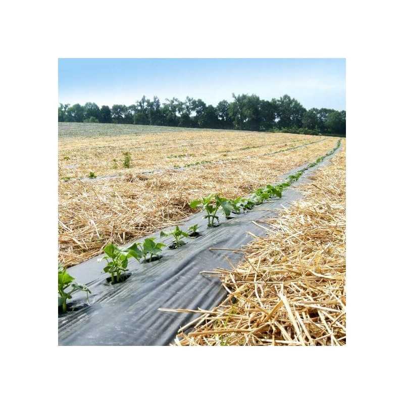 Agurkai pipirai mulčiavimas folija 1 0m x 200mb