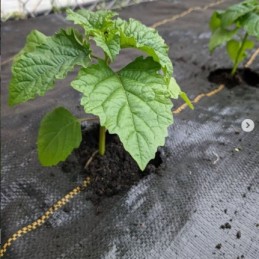 Agrotekstilė piktžolės 80cm x 100m storis 90g m2 uv