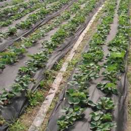 Agrotekstilės juodas neaustinis kilimėlis metrais nuo piktžolių 50g 1mb x 1,6m 160cm