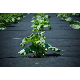 Agrotekstilė, skylutės braškėms ir agurkams, 1,1 x 20 m