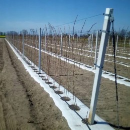 Agrotekstilė sodo kilimėlis balta žieminė agrotekstilė 50 mx 1,6 m 100 g