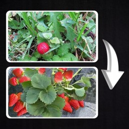 Juoda stora agrotekstilė 90g piktžolėms 1,6x50m uv3% agrotekstilė 50x inkarai