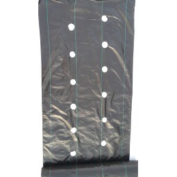 Žemės ūkio audinys su skylutėmis braškėms 80 cm x 20 m