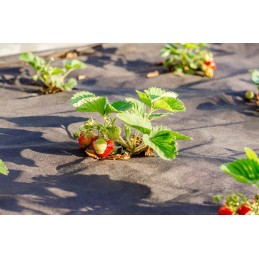 Agrotekstilė Agrotekstilė piktžolėms 1,6x50 + smeigtukai