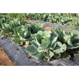 Agrotella mulčiavimo audinys 90g su skylutėmis 0,8x20m ao0800r