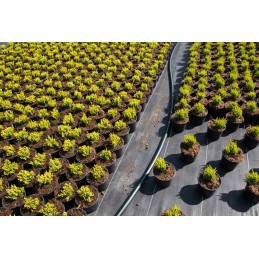 ✅ Anti-piktžolių agrotekstilė black mat agrotextile pp uv 90g 0,8x100m - augalų apsauga nuo piktžolių