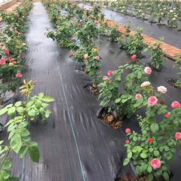 Augintas sodo kilimėlis agrotekstilė 1 1 x 100 m