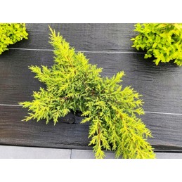 Tvirtas agroaudinys 1 6 x 50m tvarus augintas audinys premium 70 g m2 galimybė