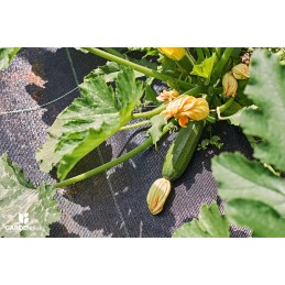 ⭐⭐Storos aukščiausios kokybės agrotekstilė nuo piktžolių agrotekstilė 1,1x50m 90g/m2 smeigtukai⭐⭐