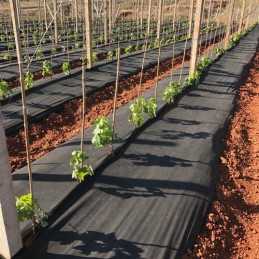 Juoda lenkiška UV agrotekstilė 50g/m2 80cm 10mb