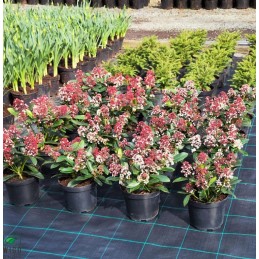 Agromedžiaga juoda profi 100g m2 200cm 20mb