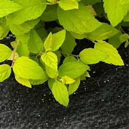 Stiprūs nuo piktžolių kilimėlio auginimo krosnelė 1 6m x 50m stabilizaciniai inkarai