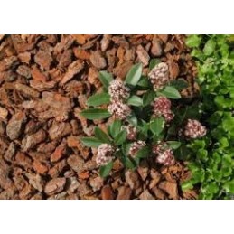 Agrotaudinis 1 60x20mb rudas