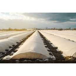 ✨ Lenkiška žiemos dengianti agrotekstilė metrais 1,1m x 1 metras 50g balta