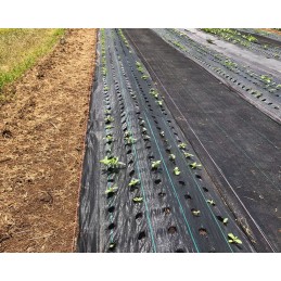 Agrotkanina mulčiavimo kilimėlis nuo piktžolių