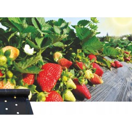 dailylentės folija 1 20x100mb uv4 4 sezonas