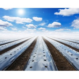 dailylentės folija 1 20x100mb uv4 4 sezonas