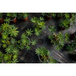 Agrotextile mulching anti weed black 0 6m x100m 135 g m2