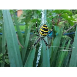 ✨ storas sodo audinys mulčiavimui,