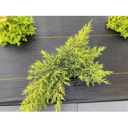 Žemės ūkio audinys mulčiavimas nuo piktžolių 1 1x50m 90g juoda uv 3 90 g m2